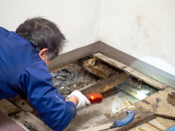 Best Toxic Mold Removal  in Chadron, NE