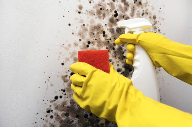 Best Local Mold Removal Service  in Chadron, NE